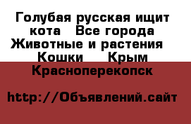 Голубая русская ищит кота - Все города Животные и растения » Кошки   . Крым,Красноперекопск